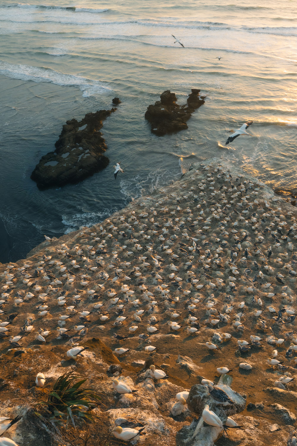 Gannets' Nest - Main