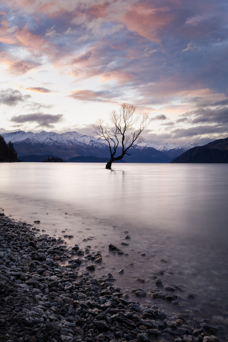 That Wānaka Tree